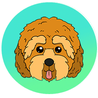 Cockapoo USD