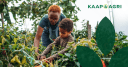 Kaap Agri Limited