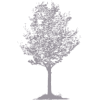 Pear Tree Quality Institutional