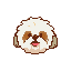 Shih Tzu USD